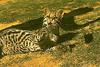 Ocelot (Leopardus pardalis)