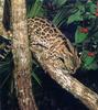 Margay (Leopardus wiedii)