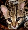 Margay (Leopardus wiedii)