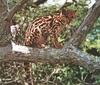 Margay (Leopardus wiedii)