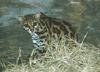 Margay (Leopardus wiedii)