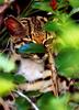 Margay (Leopardus wiedii)