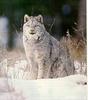 Lynx (Lynx sp.)