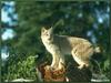 Lynx (Lynx sp.)
