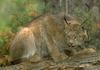 Lynx (Lynx sp.)