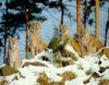 Lynx pack (Lynx sp.)