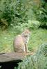 Lynx (Lynx sp.)