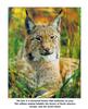 Lynx (Lynx sp.)