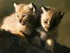 Lynx cubs (Lynx sp.)