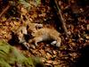 Lynx cubs (Lynx sp.)