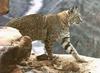 Lynx (Lynx sp.)