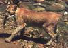 Lynx (Lynx sp.)