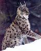 Lynx (Lynx sp.)