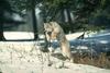 Canada Lynx (Lynx canadensis)