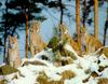 Canada Lynx pack (Lynx canadensis)