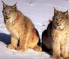 Canada Lynx pair (Lynx canadensis)