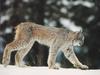 Canada Lynx (Lynx canadensis)