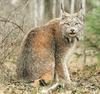 Canada Lynx (Lynx canadensis)