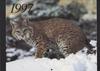 Canada Lynx (Lynx canadensis)