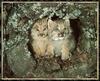 Canada Lynx cubs (Lynx canadensis)