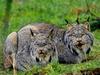 Canada Lynx pair (Lynx canadensis)