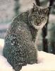 Canada Lynx (Lynx canadensis)