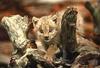 Eurasian Lynx kitten (Lynx lynx)