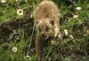 Eurasian Lynx kitten (Lynx lynx)