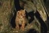 Eurasian Lynx kitten (Lynx lynx)