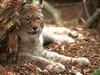 Eurasian Lynx (Lynx lynx)