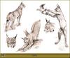 [Animal Art - Robert Dallet] Eurasian Lynx (Lynx lynx)