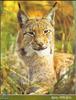 Eurasian Lynx (Lynx lynx)