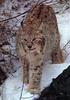 Eurasian Lynx (Lynx lynx)