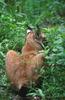 Eurasian Lynx (Lynx lynx)