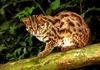 Asian Leopard Cat (Prionailurus bengalensis)