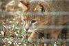 Jungle Cat (Felis chaus)