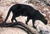 Jaguarundi (Herpailurus yaguarondi)