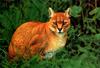 African Golden Cat (Profelis aurata)