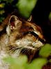 Asiatic Golden Cat (Catopuma temminckii)