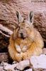 Viscacha