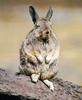 Mountain Viscacha (Lagidium sp.)