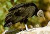 American Black Vulture (Coragyps atratus)