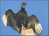 American Black Vulture (Coragyps atratus)