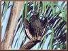 American Black Vulture (Coragyps atratus)