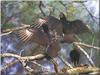 American Black Vultures (Coragyps atratus)