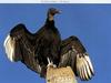 American Black Vulture (Coragyps atratus)