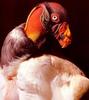 King Vulture (Sarcoramphus papa)