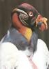 King Vulture (Sarcoramphus papa)