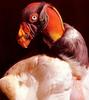 King Vulture (Sarcoramphus papa)