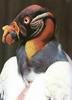 King Vulture (Sarcoramphus papa)